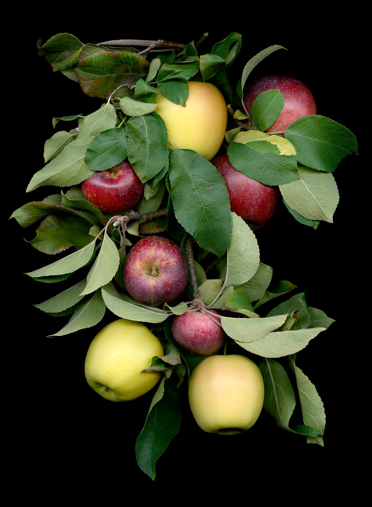 gottas-farm-apples.jpg