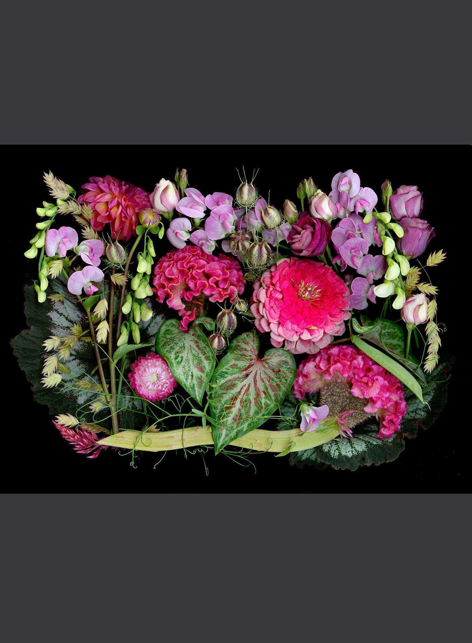 Fuchsia and Pink Flowers