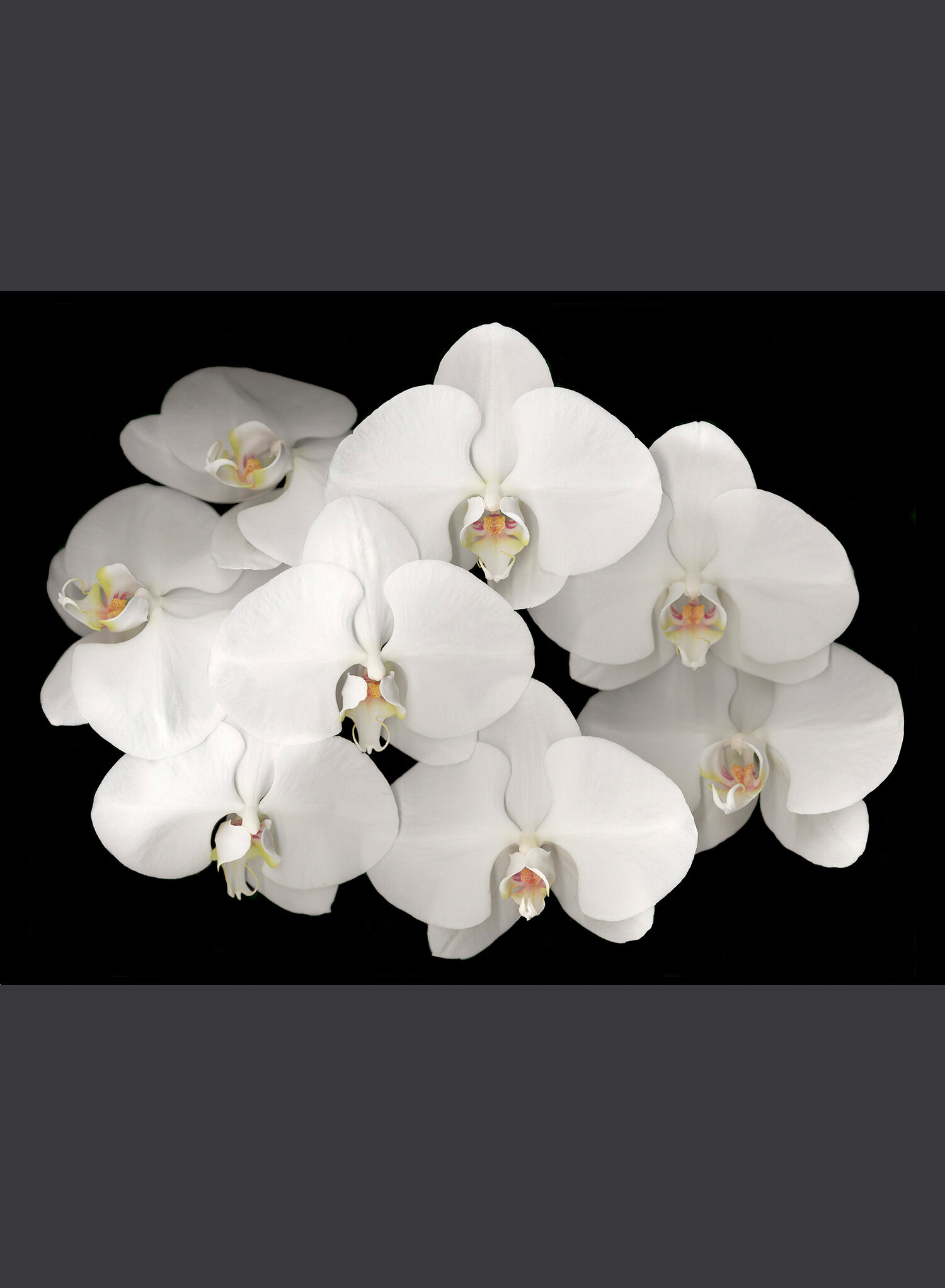 Phalaenopsis