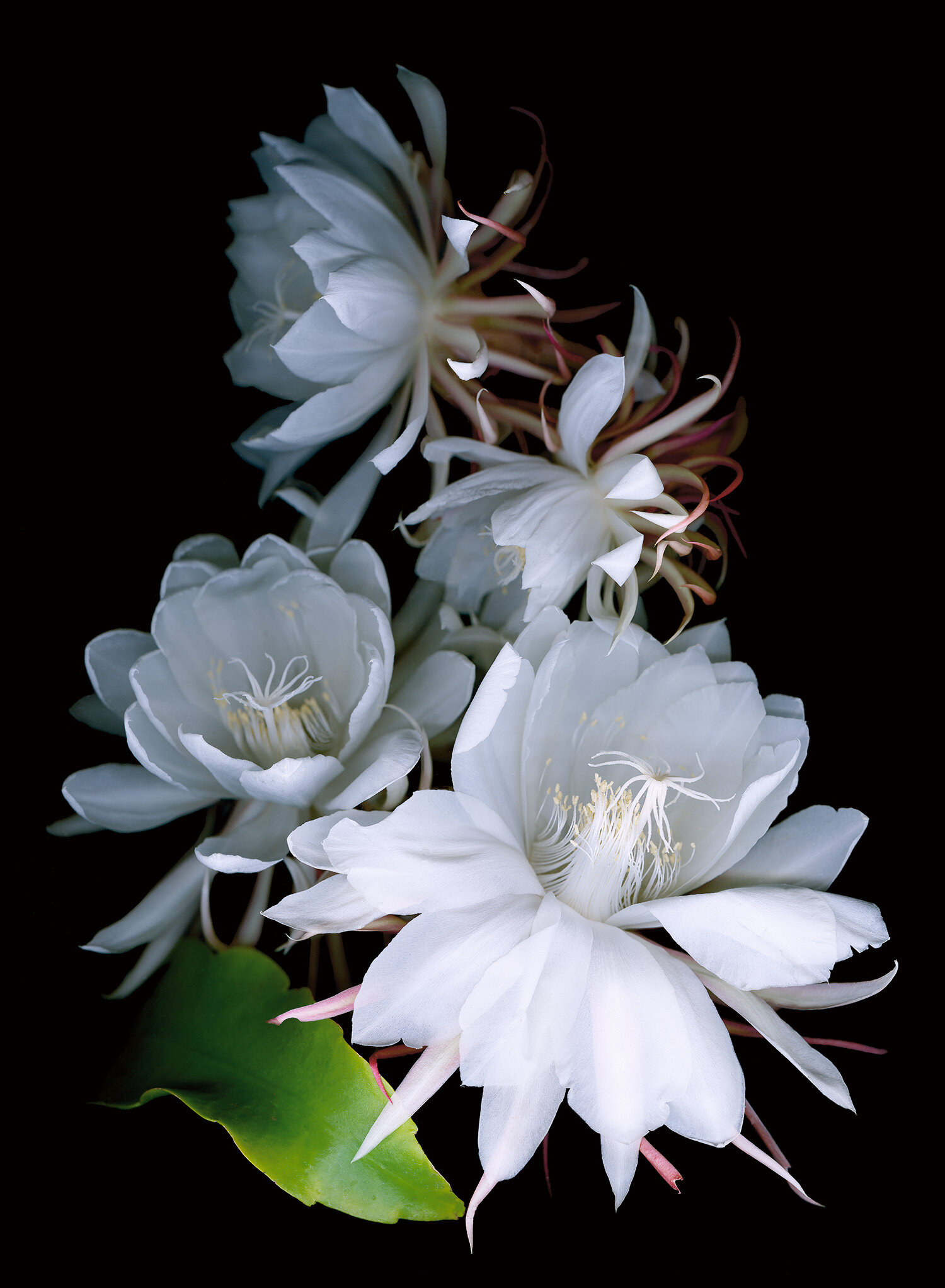 Epiphyllum oxypetalum