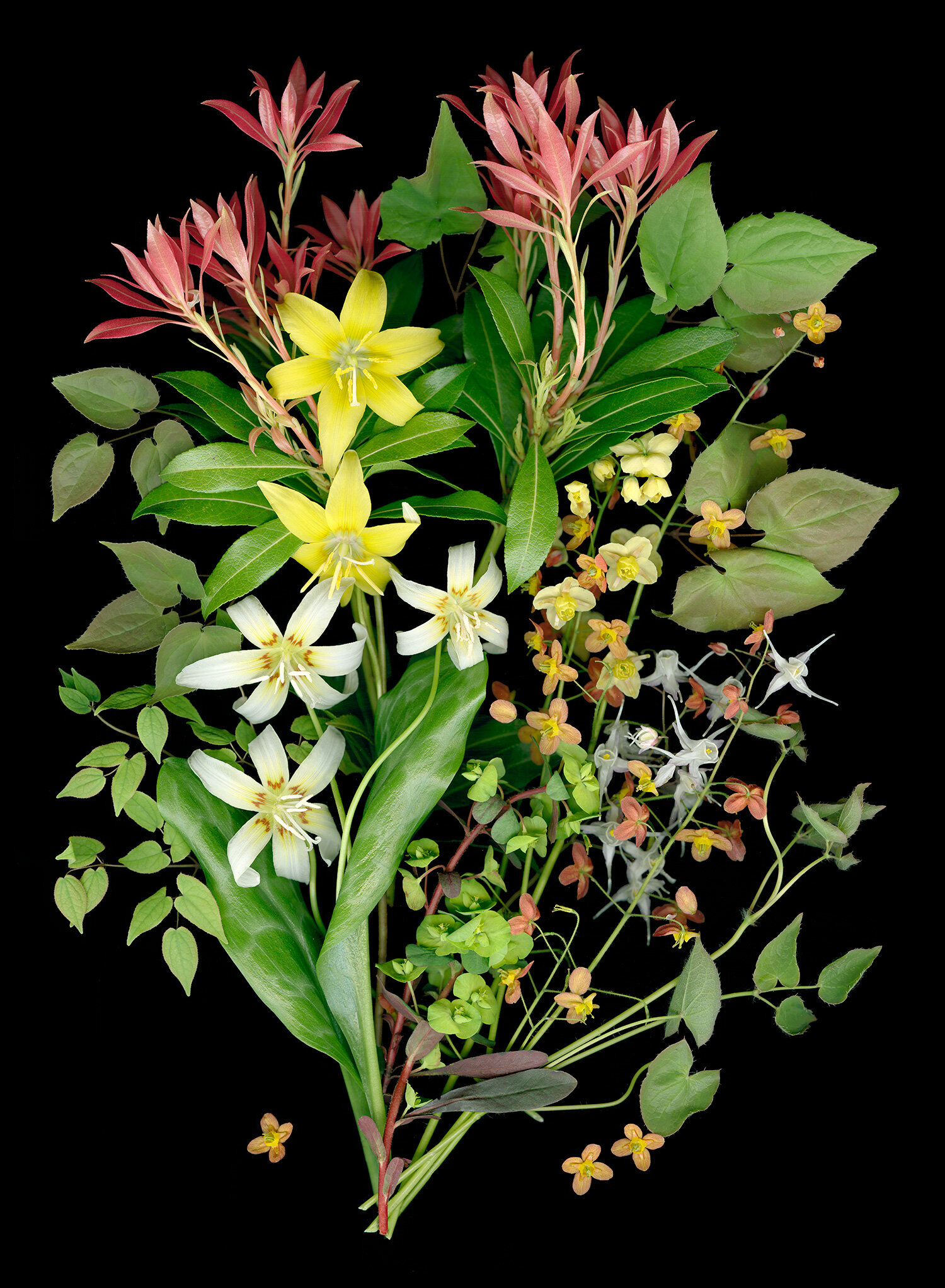 Understory Ephemerals